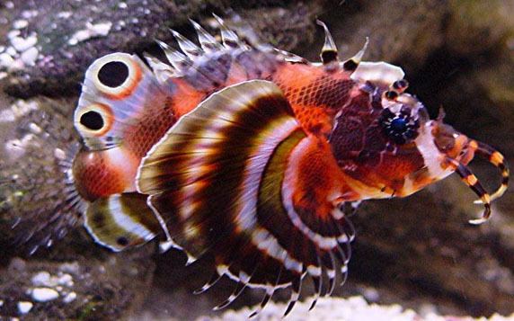 Dendrochirus biocellatus Poseidon39s Realm Fu Manchu Lionfish