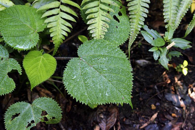 Dendrocnide Dendrocnide moroides Wedd Chew Checklist View