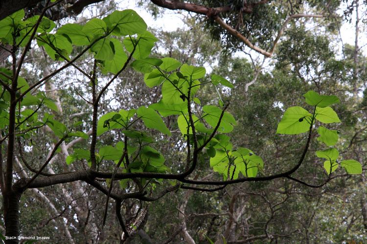 Dendrocnide excelsa Dendrocnide excelsa Giant Stinging Tree Royal Botanic Ga Flickr