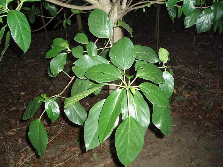 Dendrocnide photinophylla Dendrocnide photinophylla URTICACEAE Shiny Leaved Stinging Tree