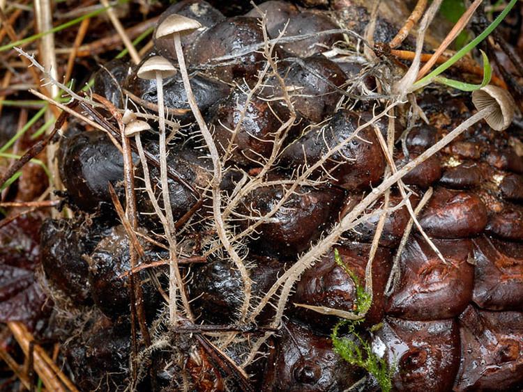 Dendrocollybia California Fungi Dendrocollybia racemosa racemosa