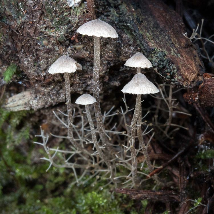 Dendrocollybia California Fungi Dendrocollybia racemosa racemosa