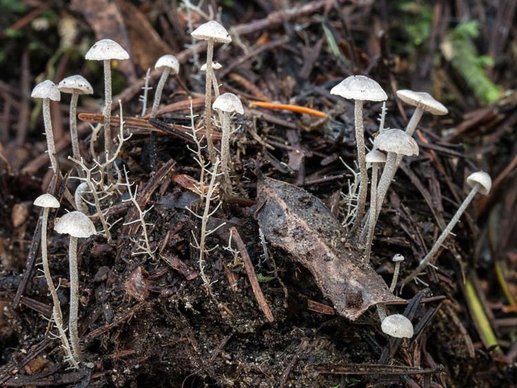 Dendrocollybia California Fungi Dendrocollybia racemosa racemosa