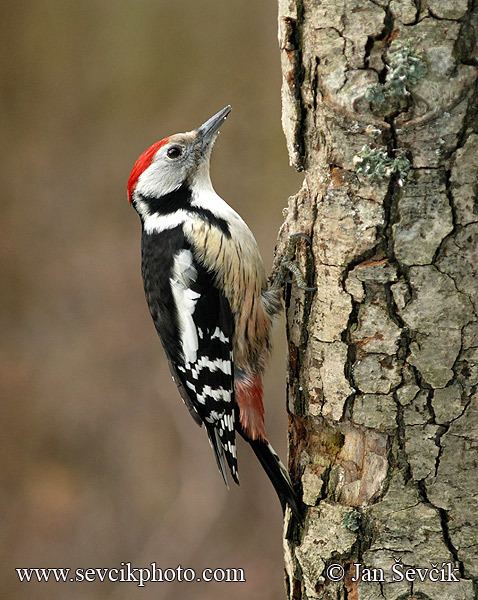Dendrocopos Picture of strakapoud prostedn Middle Spotted Woodpecker