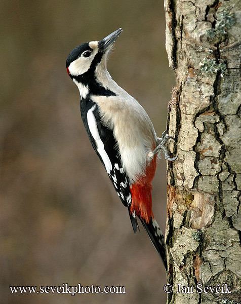 Dendrocopos Picture of strakapoud velk Dendrocopos major Great Spotted Woodpecker
