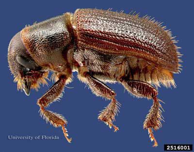 Dendroctonus black turpentine beetle Dendroctonus terebrans Olivier