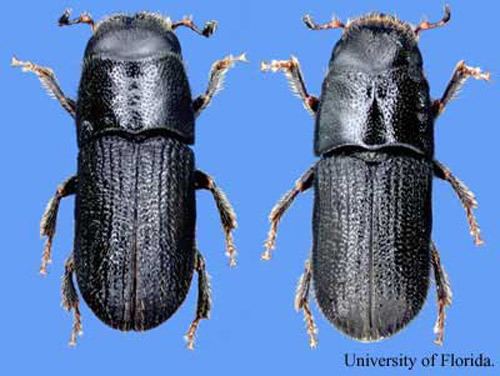 Dendroctonus frontalis southern pine beetle Dendroctonus frontalis Zimmermann