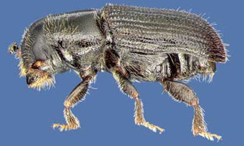 Dendroctonus frontalis southern pine beetle Dendroctonus frontalis Zimmermann