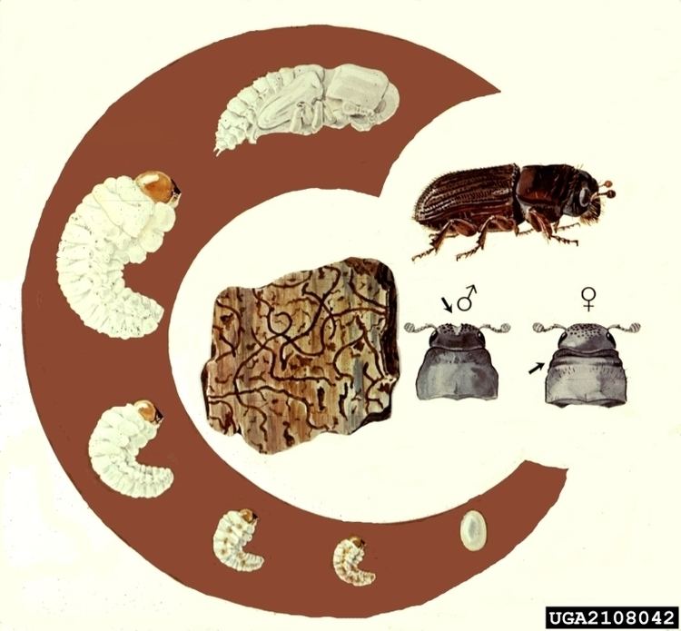 Dendroctonus frontalis Forest Pest Insects in North America a Photographic Guide