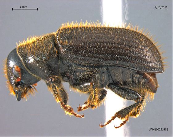 Dendroctonus rufipennis Dendroctonus rufipennis BugGuideNet