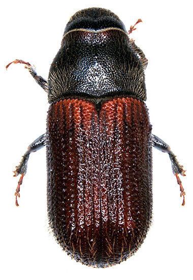 Dendroctonus rufipennis Curculionidae Dendroctonus rufipennis