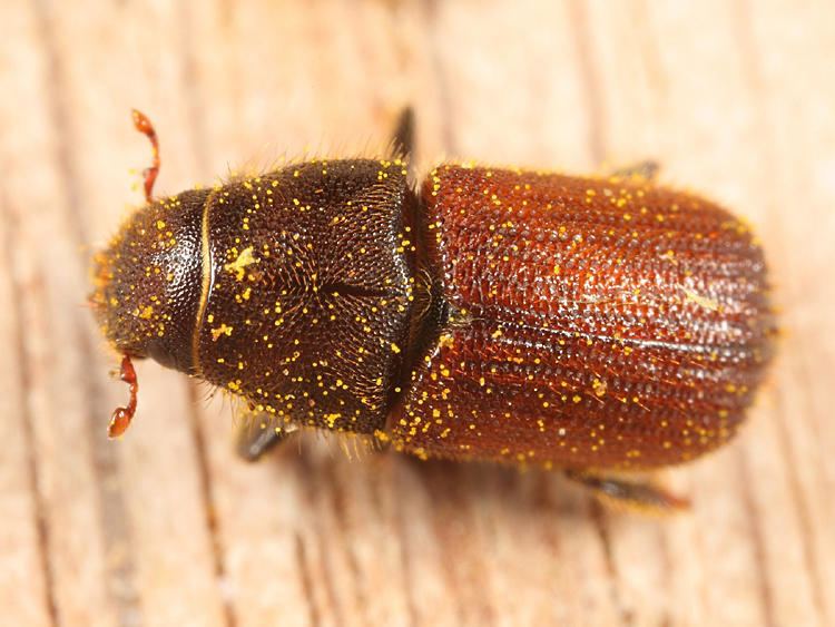 Dendroctonus rufipennis Spruce Beetle Dendroctonus rufipennis probably photo Tom