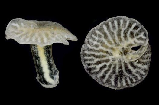 Dendrogramma Dendrogramma enigmatica Australian Museum