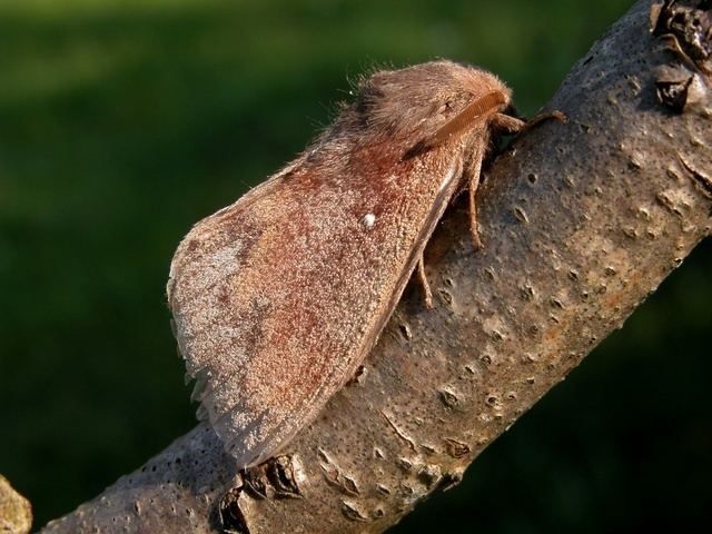 Dendrolimus pini Pine Moth Dendrolimus pini Biopix photoimage 5987