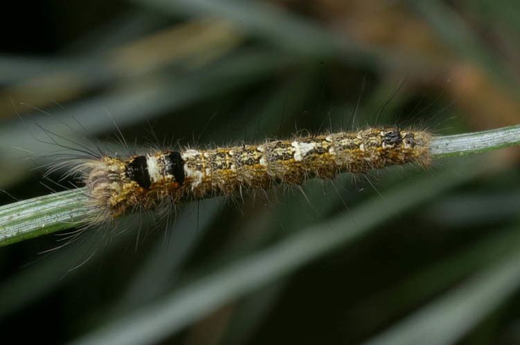 Dendrolimus pini Pinetree Lappet Dendrolimus pini UKMoths