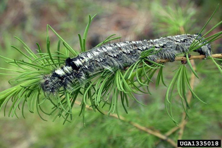 Dendrolimus superans Siberian silk moth