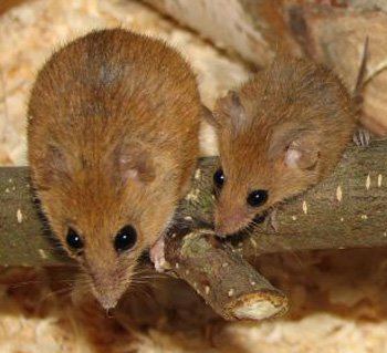 Dendromus African Climbing Mice and the Congo Link Rat Scientific American