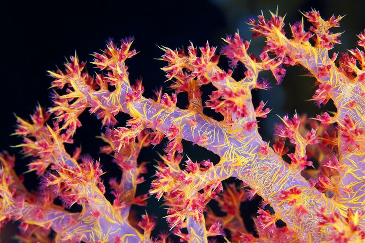 Dendronephthya Featured Coral of the Week 11911 Dendronephthya AquaNerd