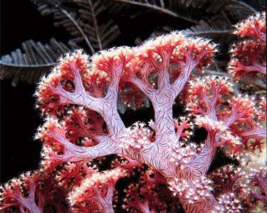 Dendronephthya Carnation Tree Coral Dendronephthya sp Species Profile