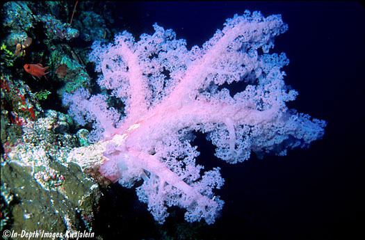 Dendronephthya Dendronephthya soft coral