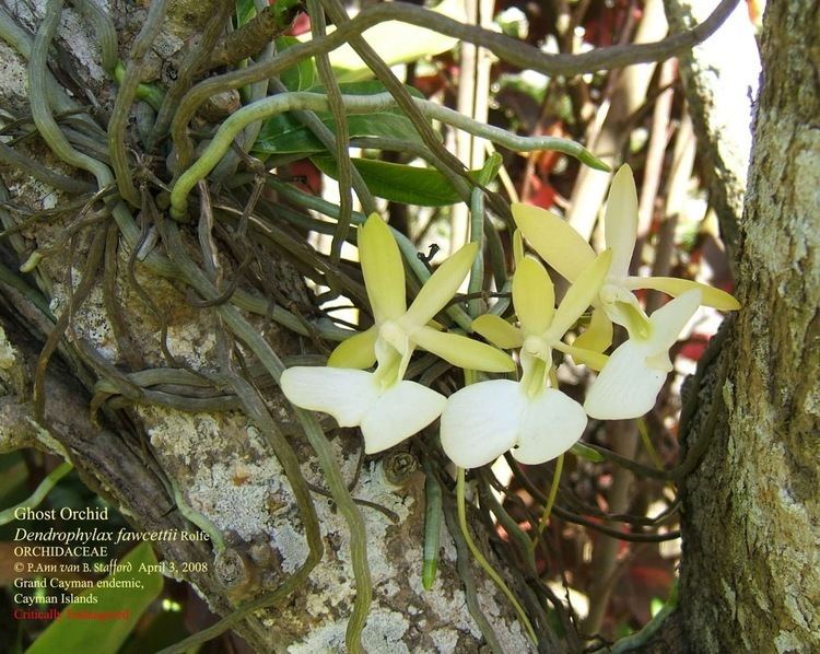 Dendrophylax CaymANNature Cayman Ghost Orchid Dendrophylax fawcettii