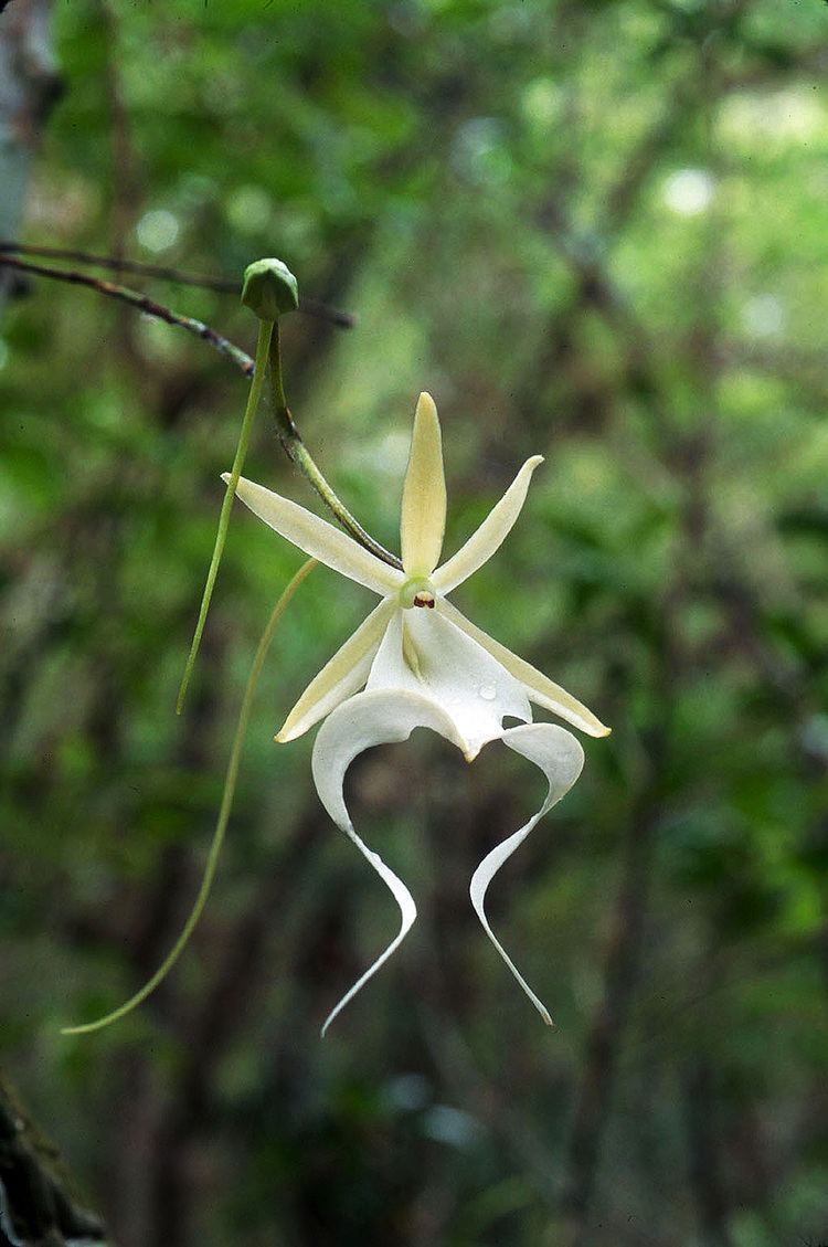 Dendrophylax lindenii Dendrophylax lindenii copy South Florida Orchid Society