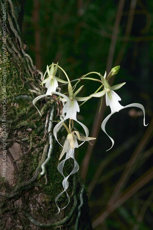 Dendrophylax lindenii The Florida Native Orchid Blog Ghost Orchid Dendrophylax lindenii