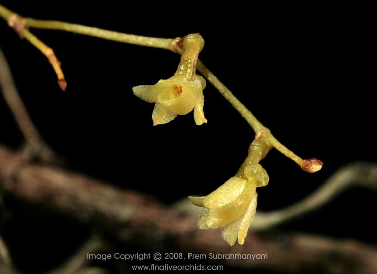 Dendrophylax porrectus The Florida Native Orchid Blog Florida39s Oftoverlooked Ghost