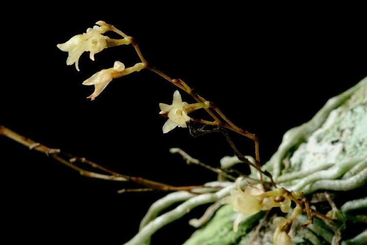 Dendrophylax porrectus Dendrophylax porrectus Jingle Bell Orchid Needleroot Orchid Go