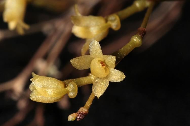 Dendrophylax porrectus Dendrophylax porrectus Jingle Bell Orchid Needleroot Orchid Go