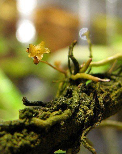 Dendrophylax porrectus Dendrophylax porrectus Orchids Forum
