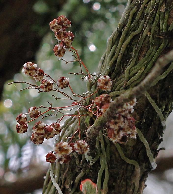 Dendrophylax porrectus Dendrophylax porrectus Jingle Bell Orchid Needleroot Orchid Go