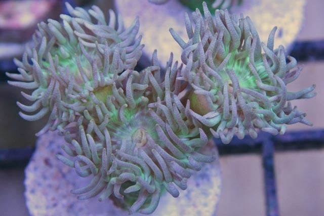 Dendrophylliidae Dendrophylliidae Corals Corals for Sale Berghia Nudibranch and