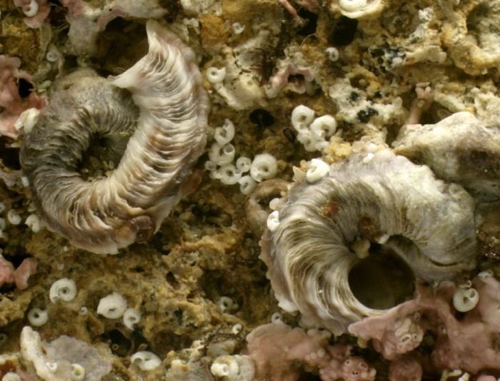 Dendropoma WoRMS World Register of Marine Species