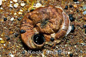 Dendropoma Gregarious Worm Snail Dendropoma gregaria