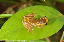 Dendropsophus bifurcus httpsuploadwikimediaorgwikipediacommonsthu