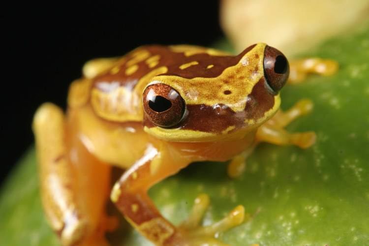 Dendropsophus ebraccatus - Alchetron, the free social encyclopedia