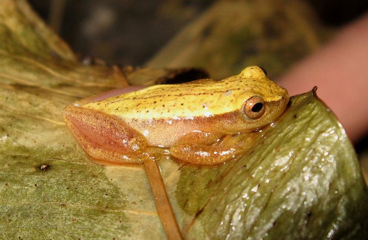 Dendropsophus sanborni httpsuploadwikimediaorgwikipediacommonscc