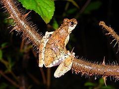 Dendropsophus soaresi httpsuploadwikimediaorgwikipediacommonsthu