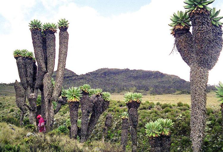 Dendrosenecio Dendrosenecio kilimanjari Giant groundsel trees Shira Pla Flickr