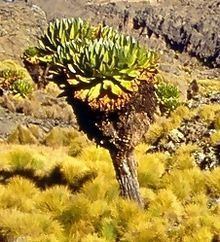 Dendrosenecio keniodendron httpsuploadwikimediaorgwikipediacommonsthu