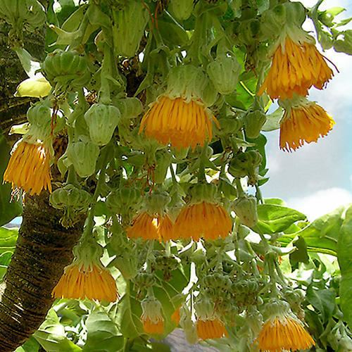 Dendroseris litoralis DENDROSERIS LITORALIS SEEDS Juan Fernndez Cabbage Tree