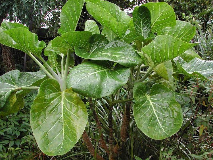 Dendroseris litoralis Dendroseris litoralis The Cabbage Tree