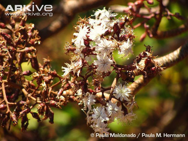 Dendroseris neriifolia Dendroseris photo Dendroseris neriifolia G119604 ARKive