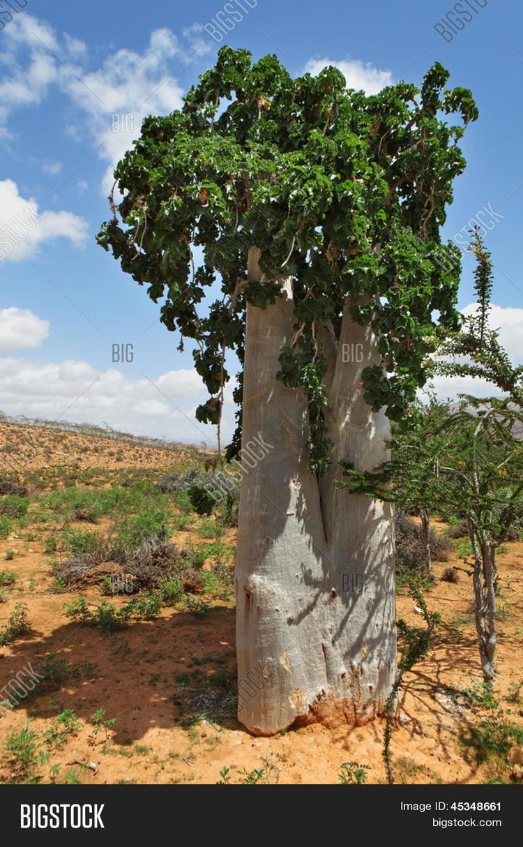 Dendrosicyos Cucumber tree Dendrosicyos socotranus endemic of Socotra Island