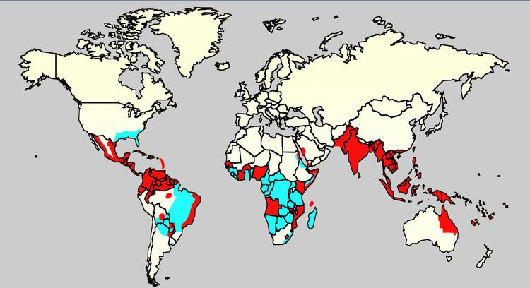 Dengue fever outbreaks