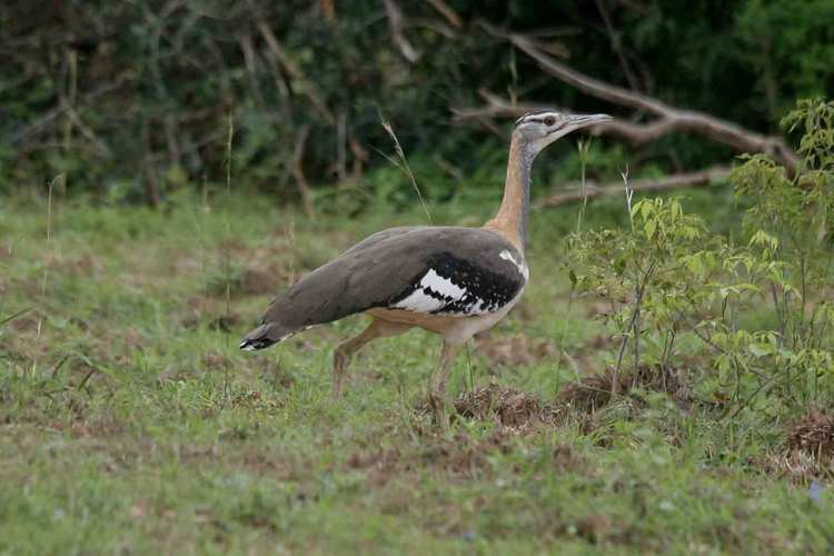 Denham's bustard Denham39s Bustard Neotis denhami Google Search Birds of the world