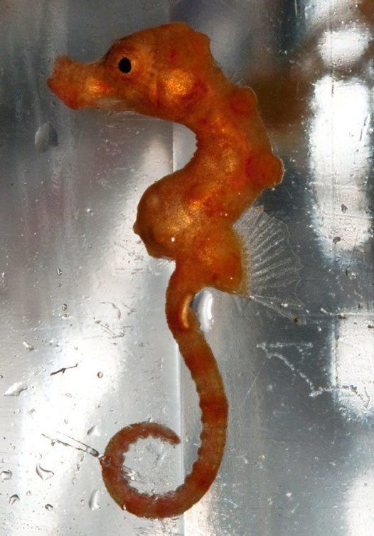 Denise's pygmy seahorse Denise39s Pygmy Seahorse Hippocampus denise Australian Museum