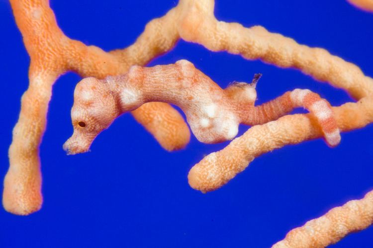 Denise's pygmy seahorse Photos of seahorses pipefish and seadragons family Syngnathidae