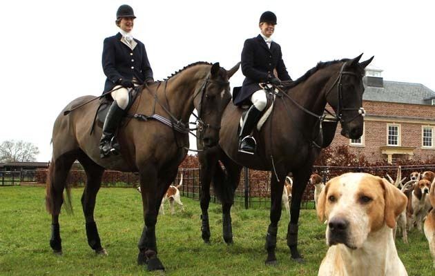 Denman (horse) Denman and Big Buck39s take to the hunting field together Horse amp Hound